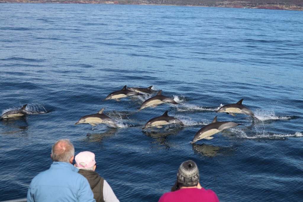 dolphins eden cat balou cruises