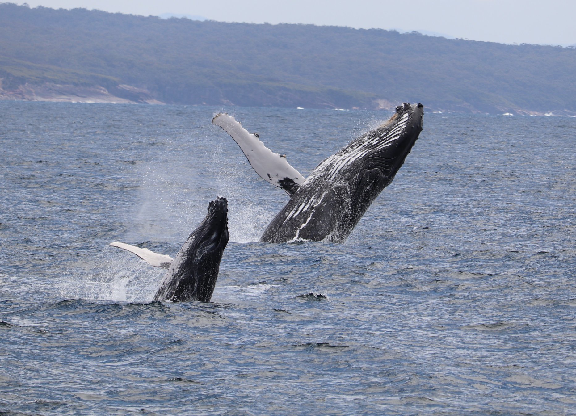 Double breach humpback whales Eden NSW
