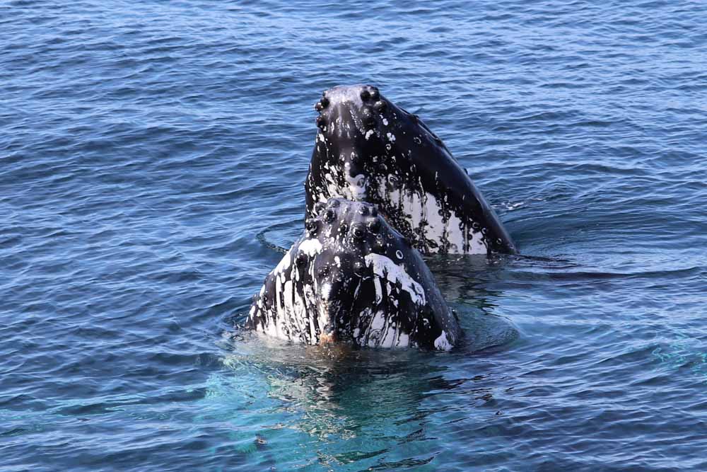 spot hopping humpback whales Eden NSW